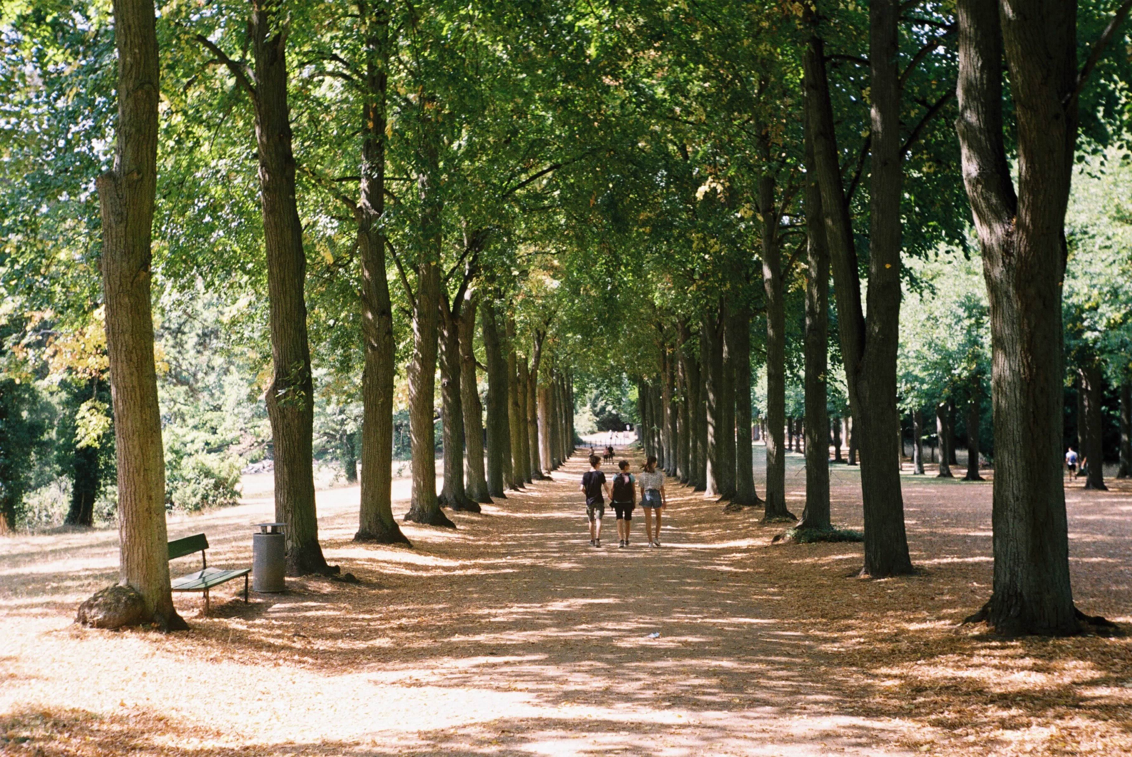 Tree-lined path in Sanssouci