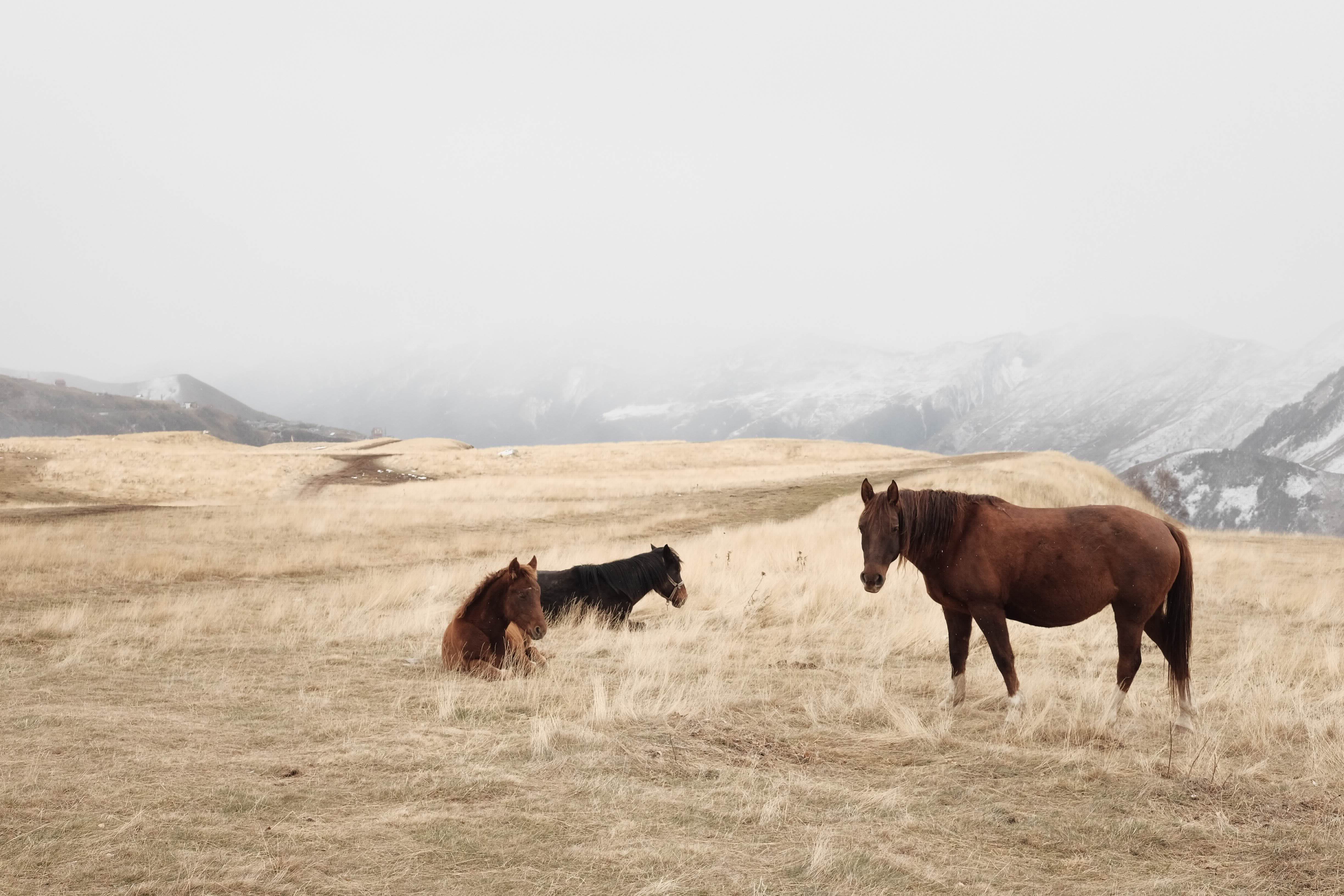 Horses, near the cliff of the side of a valley